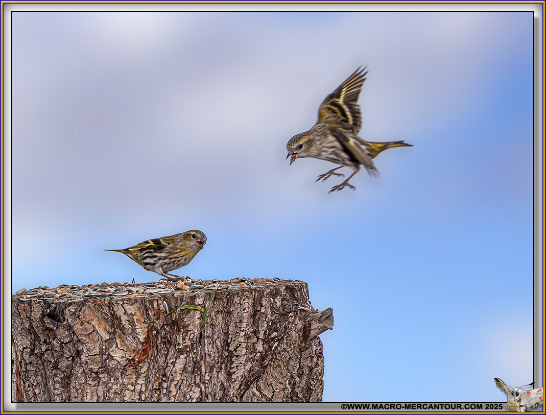 Tarin des Aulnes et Gros bec